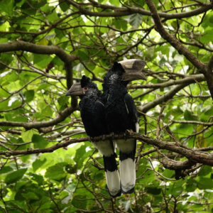 The Black-And-White-Casqued Hornbill