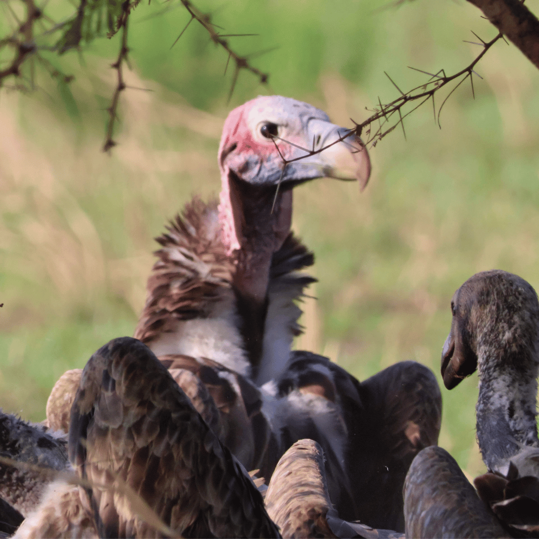 The Lappet-Faced Vulture