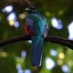 The Narina Trogon