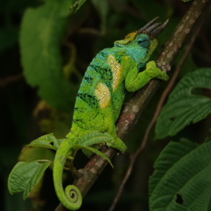 The Three-Horned Chameleon