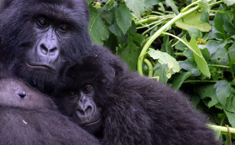 On Giving Tuesday, Celebrate the Dedication of Virunga’s Gorilla Trackers