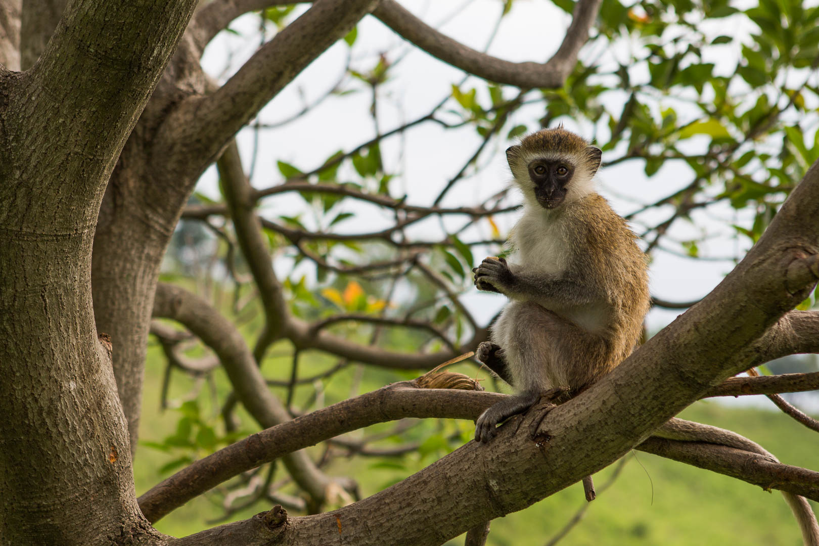Adam Keifer image Vervet monkey in tree