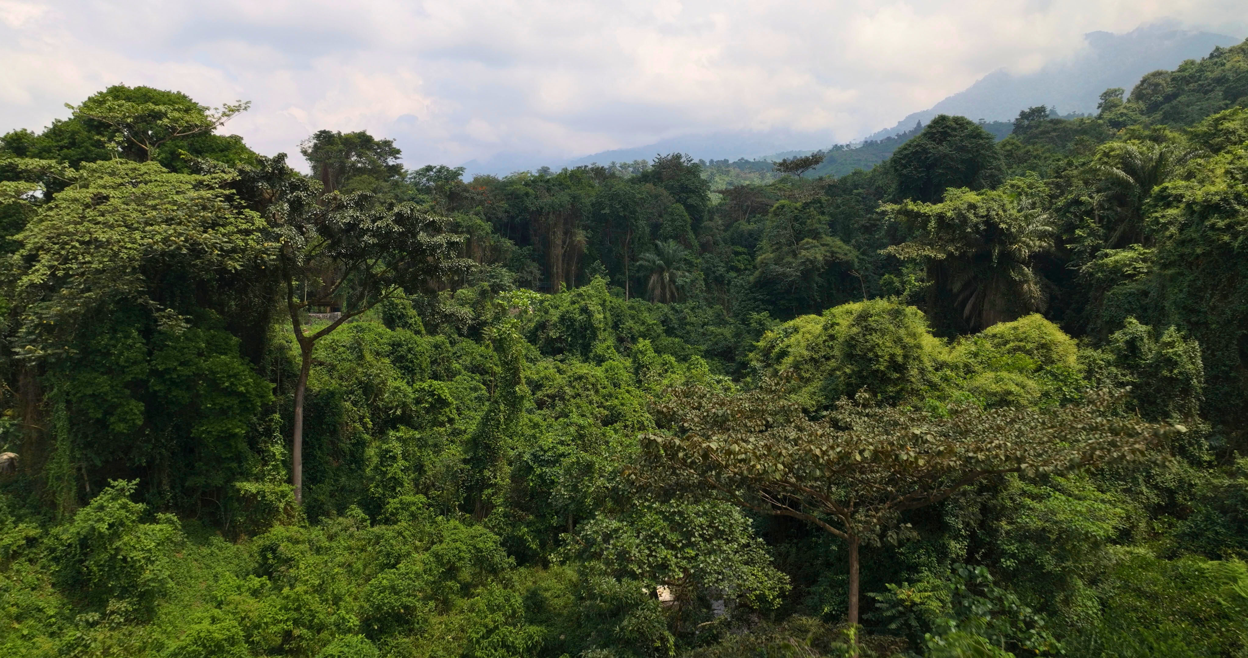 Virunga Landscape by Richard J
