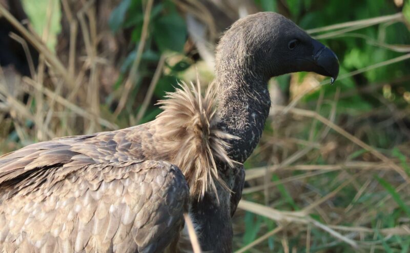 Vultures-Virunga National Park (1)